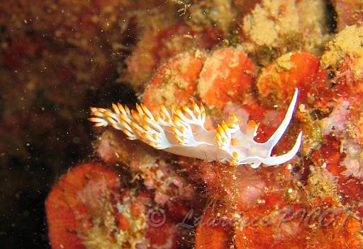 Flabellina babaï 2.JPG - Méditerranée - Sainte Maxime